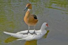 Kişisel gelişimde Özveri