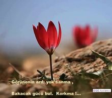 Psikoterapi Ruhsal Onarımdır